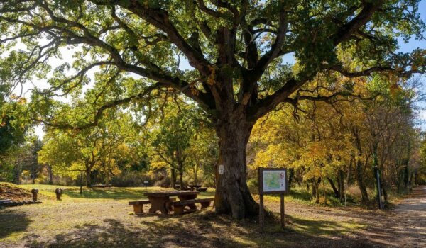 Prvog dana jeseni započinje program "Jesen u Kontiji"