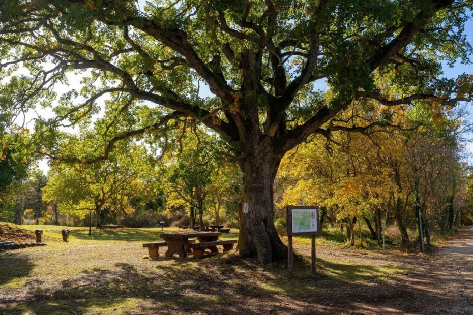 X40z2 D5 SA kontija dub