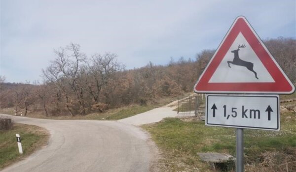 U posljednja 24 sata na području Vrsara zabilježena tri naleta vozilom na divljač