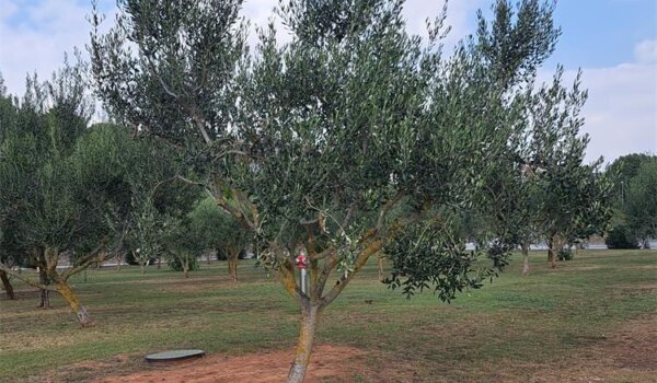 Dvojica teško ozlijeđena u masliniku
