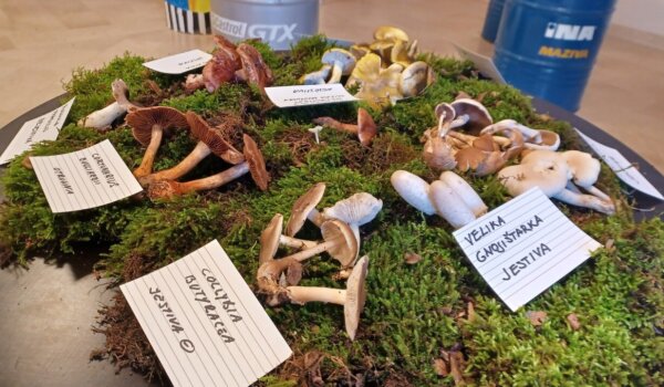 Na izložbi u Svetom Lovreču prikazano više od 80 vrsta gljiva