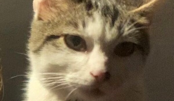 U Špadićima izgubljen mačak Šajeta