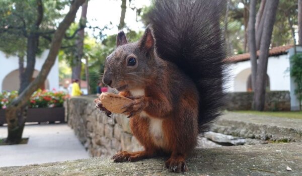 Poreč započinje s projektom repopulacije crvenih vjeverica: bit će postavljene kućice, hranilice i pojilice