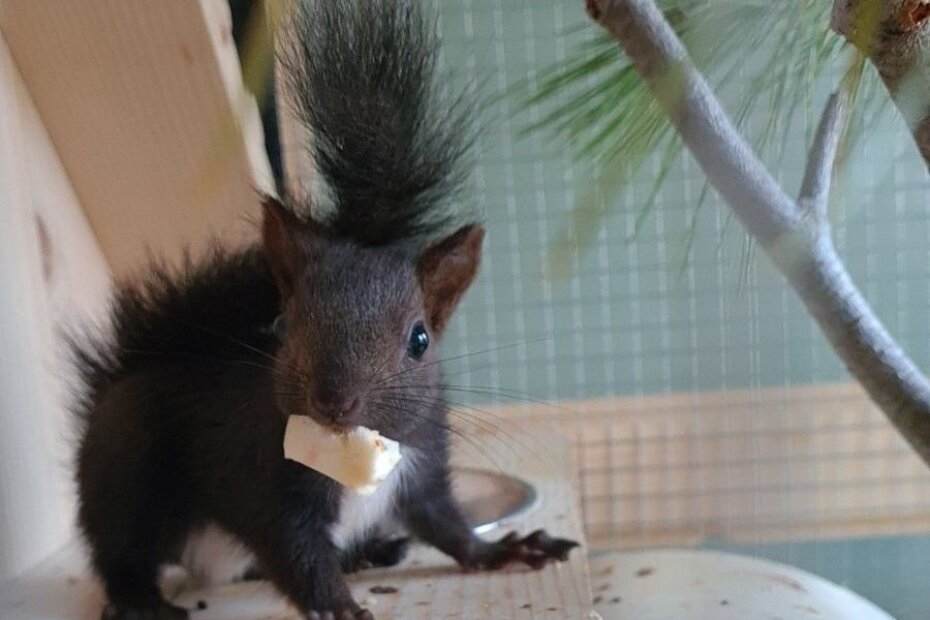 Otišla je naša mišica. Obožavala je celer