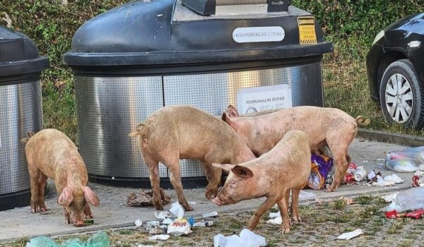 Mještani Červar Porta negoduju zbog silnog komunalnog otpada, iz Usluge pozivaju na suradnju i pripremaju pojačano prikupljanje