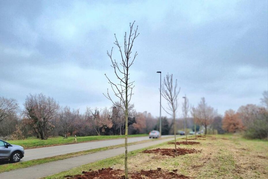 Ozelenjavanje okoliša u Poreču