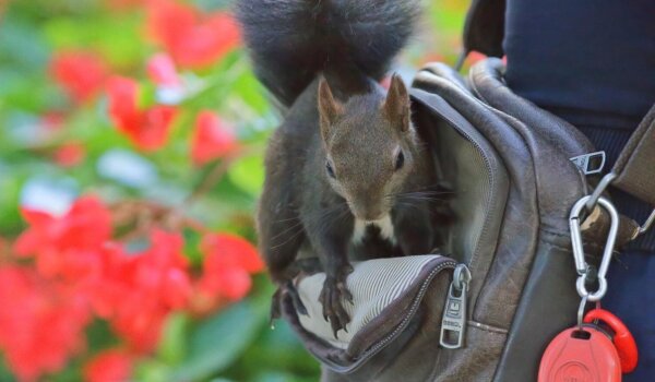 Porečanke i Porečani pozvani na sudjelovanje u pomoći divljim životinjama tijekom ljetnih vrućina