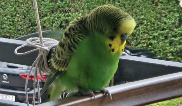 Pronađen vlasnik: Netko traži ovu papigu? Uletjela u kuću na Finidi