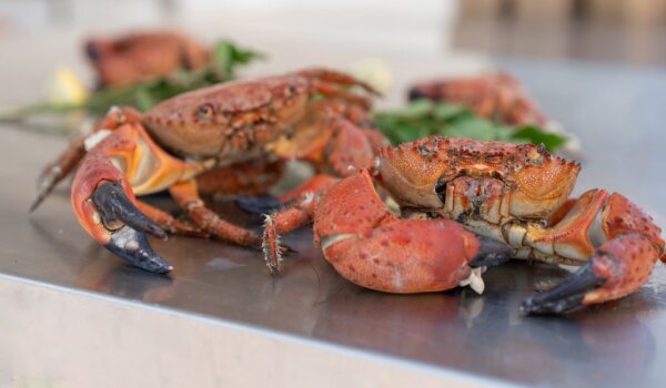 Fešta od grmali u Funtani: Deseto izdanje privuklo tisuće posjetitelja