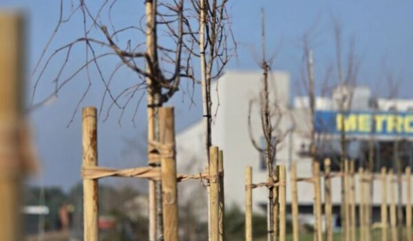 Poreč sve zeleniji: nove stablašice posađene u Facinki