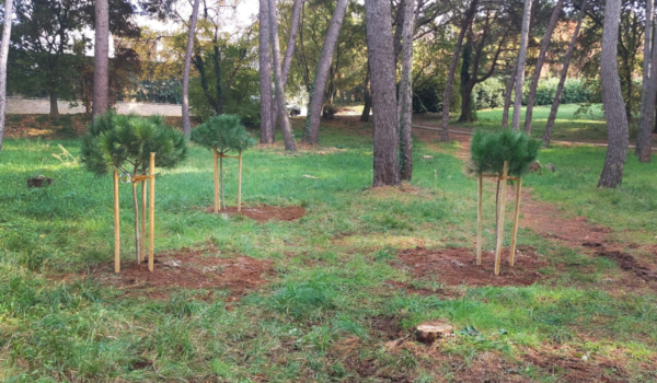 Hrvatska prirodno tvoja: u Poreču posađeno 10 novih pinija