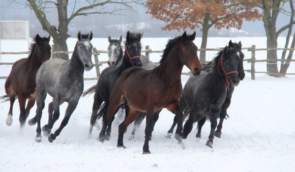 U subotu u Rovinju izložba "Tragovi ravnice"