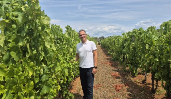 Bile su gotovo nestale, a sada se vraćaju u istarske vinograde