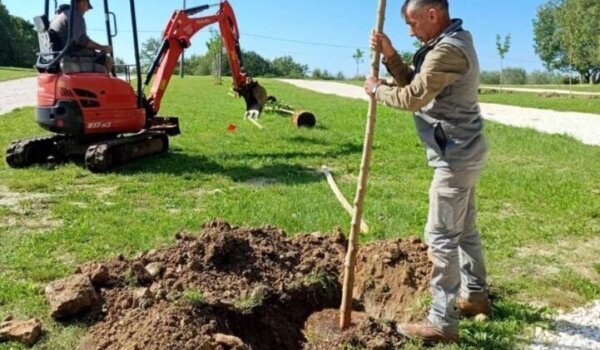 U Vižinadi posađeno deset novih stabala crne murve