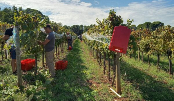 Berba u Poreču počela tjedan dana ranije, Institut očekuje kvalitetna vina