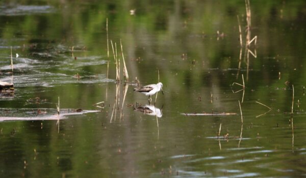 Treći vođeni obilazak rezervata Palud donosi novo iskustvo prirode i znanosti
