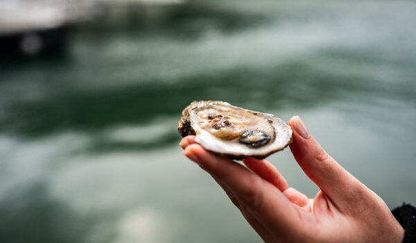 Limske oštrige i besplatno vođeno kušanje kamenica u Žatiki