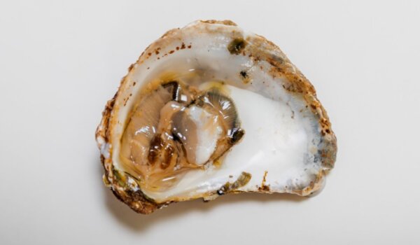 Na Crofishu u Poreču održane degustacije kamenica