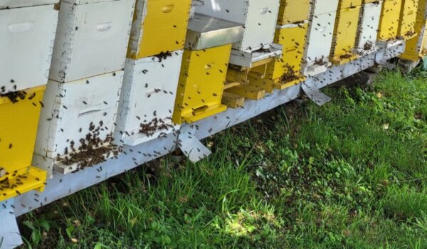 Porečki institut: Istarski pčelari teško pokrivaju troškove s niskim cijenama meda