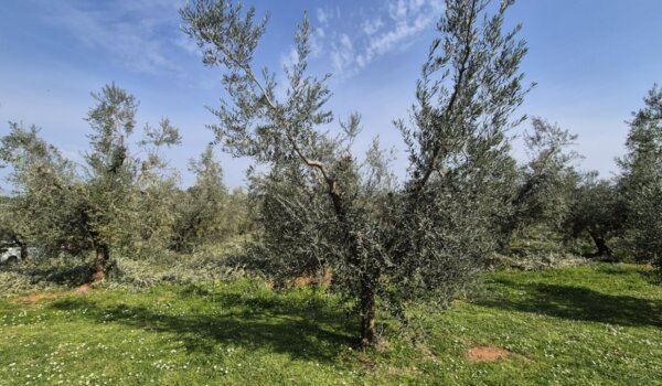 Stručnjaci iz porečkog Instituta savjetuju kako pravilno orezati masline