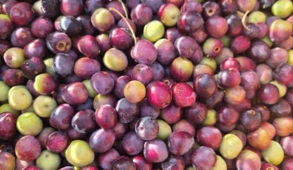 Porečka rosulja daje prve plodove i ulje u uvali Sveti Martin