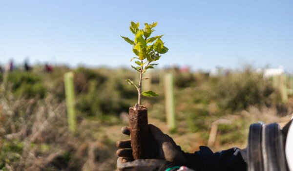 Valamar i gosti već četiri godine sudjeluju u pošumljavanju šuma u Hrvatskoj