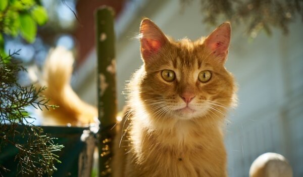 U subotu uskršnji štand Udruge SOS Šape Poreč