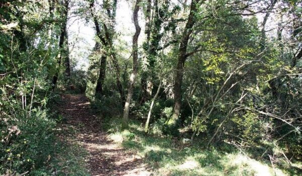 Vožnja kroz šumu završila tragedijom: Biciklist preminuo u vozilu hitne