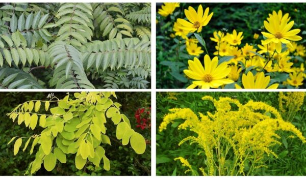 Prijetnja, hrana ili lijek? Antitumorski potencijal invazivnih vrsta