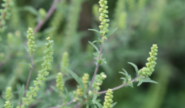 Ambrozija ne miruje ni nakon cvatnje: što pokazuje praćenje u Poreču