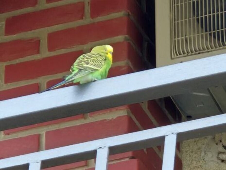 Ne znam čija sam, ali sviđa mi se ovaj balkon